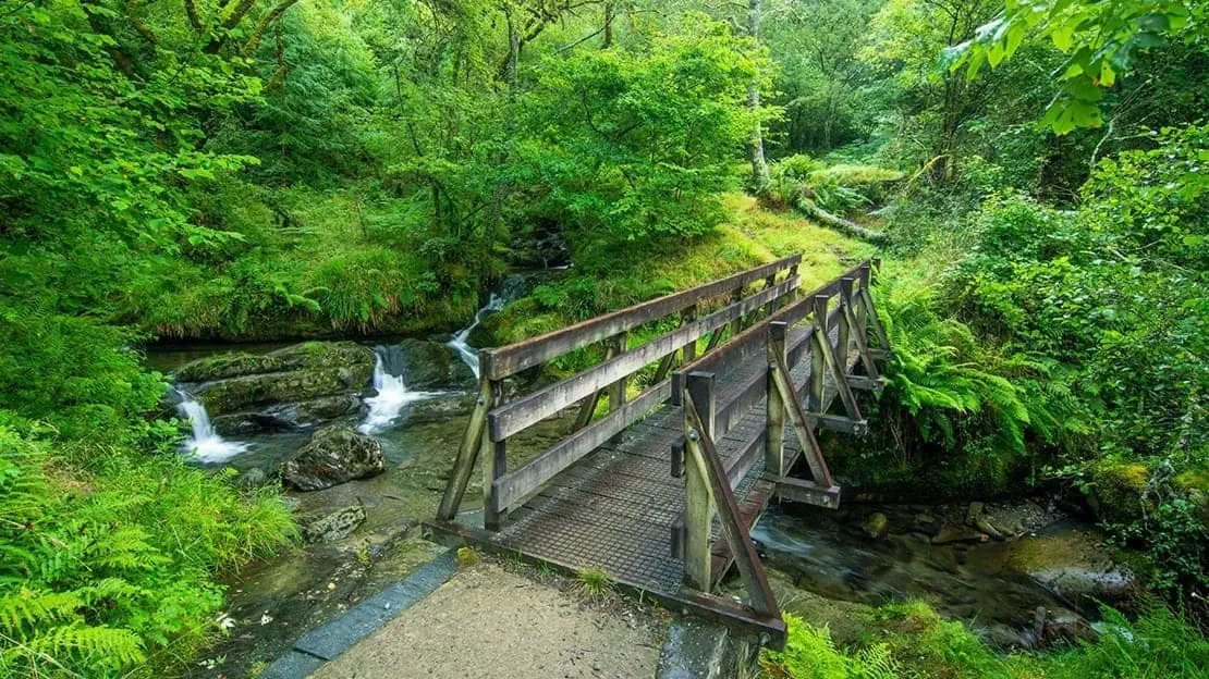 A wooden footbridge crossing a rocky stream in the lush green woodland at Nant Gwernol